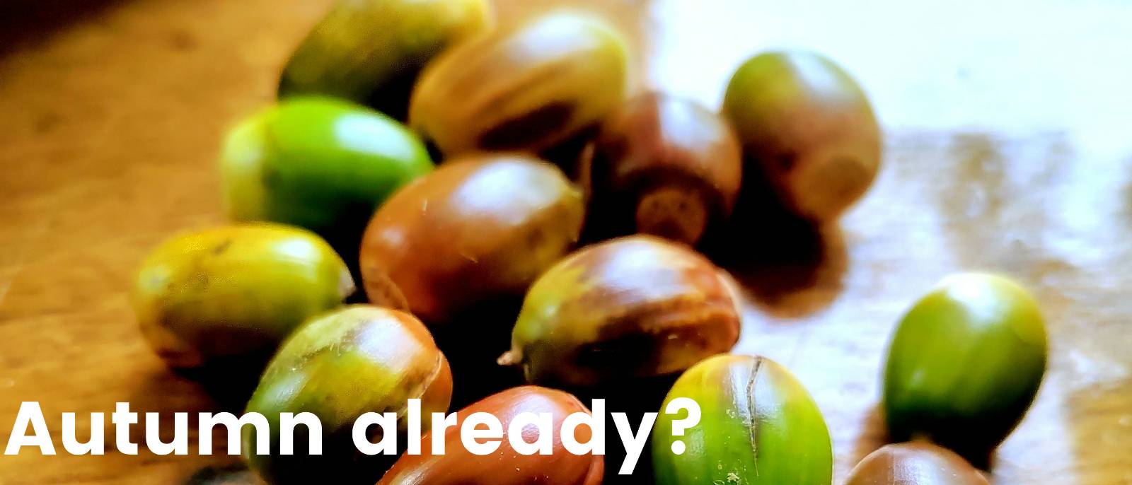 A photograph of a collection of acorns of differing sizes and colours. They are placed on a wooden surface. The words Autumn already? appear in the bottom left of the image.