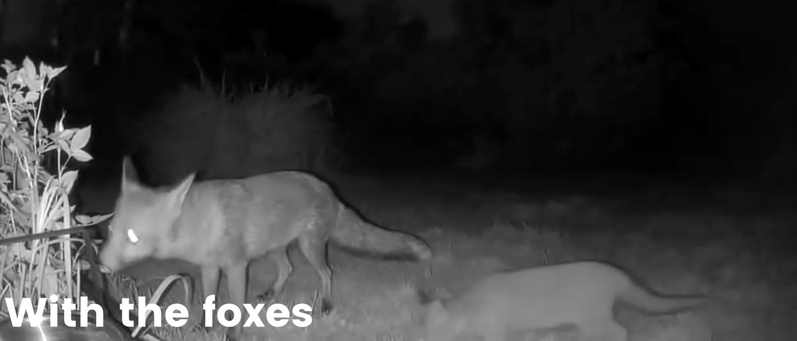 A black and white photograph of an adult female fox and a fox cub, taken with an infrared camera. They are in a garden area but very little can be seen beyond them and the grass on the ground. The words With the foxes appear in the bottom left of the image.