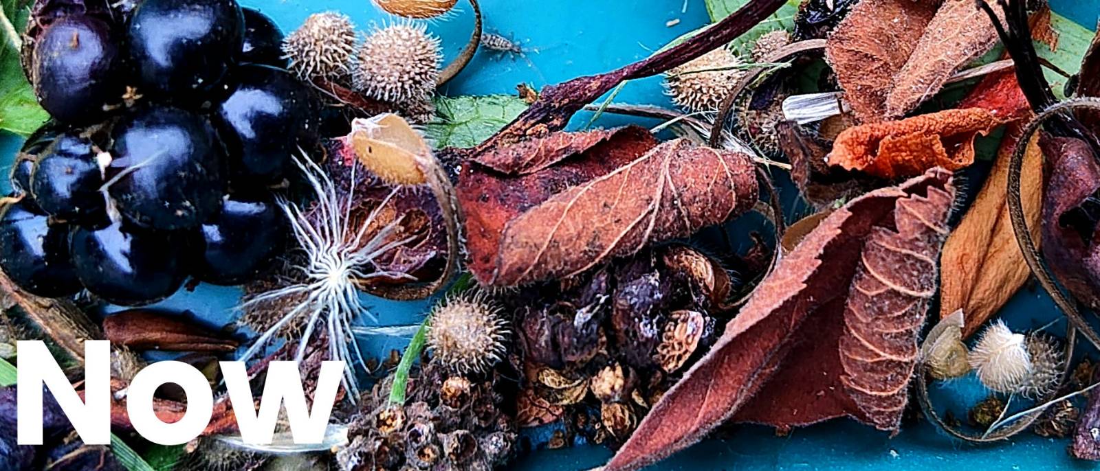 A photograph of a jumble of autumnal berries, seeds and leaves. A large blackberry is on the left and various wild seeds are around that and a number of fallen, curled leaves over on the right. The word Now appears in the bottom left of the image.